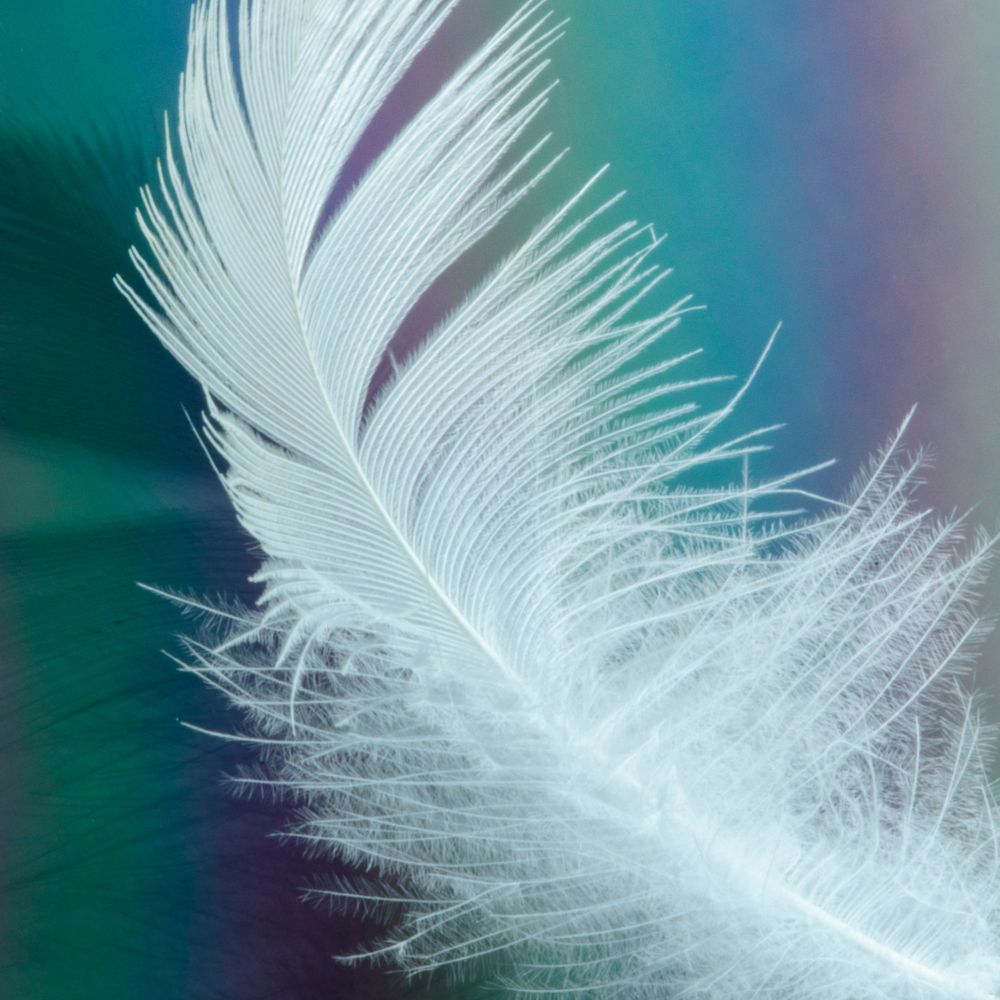A white feather on a rainbow background