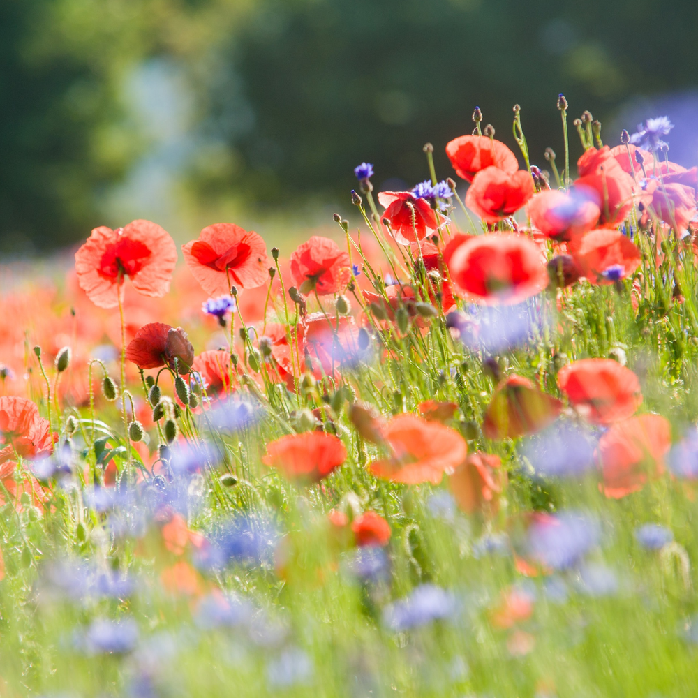 Poppies